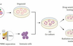 ׶ǻƽ, AACR 2025 鿪׾  缱   ÷ 